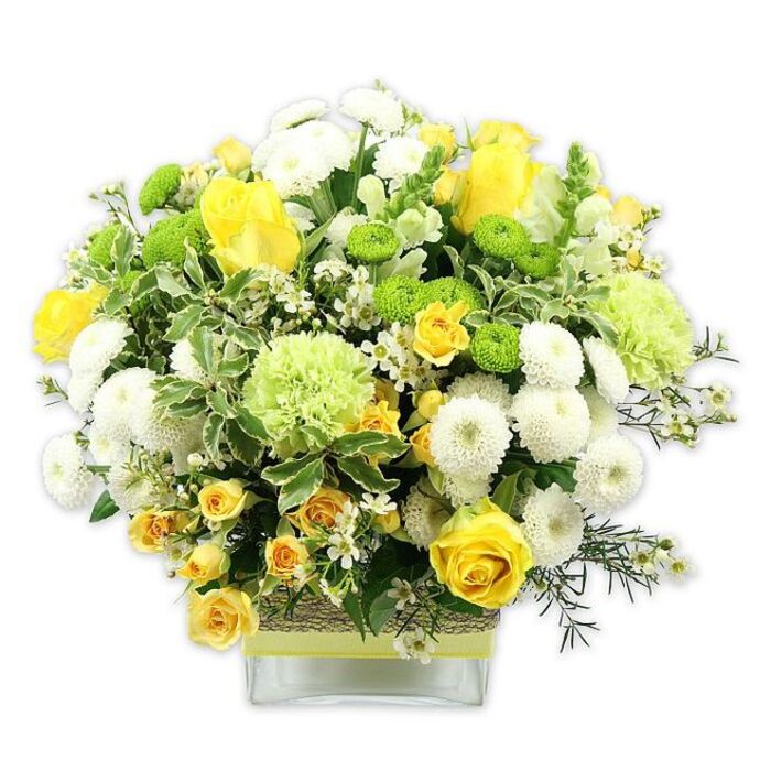 A generously filled floral arrangement in a clear, square glass vase radiates cheerful tones of yellow, white, and green, styled with the care of an experienced Stamford Hill florist. Against a clean, white background, the bouquet takes on a full, gently domed shape, each flower positioned to create a harmonious blend of colour and texture. At the centre, classic yellow roses and daintier yellow spray roses share the spotlight, their velvety petals layered in open blooms and half-open buds that suggest new beginnings and quiet celebration. Intermingled are clusters of white pompom chrysanthemums, their compact, spherical heads giving the design a plush, cushion-like feel. Bright lime green button mums pop up between the larger flowers, offering playful, rounded accents, while bigger, frilled pale green blooms-resembling ruffled carnations or specialised green chrysanthemums-soften the outline and add visual depth. The arrangement is enveloped in an abundance of lush foliage: broad, variegated leaves outlined in lighter tones set a striking contrast to the deep, glossy greens of the slender filler leaves. Sprays of tiny white filler blossoms thread delicately through the bouquet, contributing a sense of lightness and detail, like scattered stars. The stems are visible through the glass, cleanly arranged, while the middle of the vase is encircled with a rustic, textured band of natural fibre, topped with a crisp lime green ribbon that runs neatly around it, adding a handcrafted, earthy charm. The overall mood is bright yet soothing, ideal as a centerpiece for a family brunch near Clapton, a thoughtful gift delivered across Stamford Hill, or a welcoming touch in a small shop or office reception.